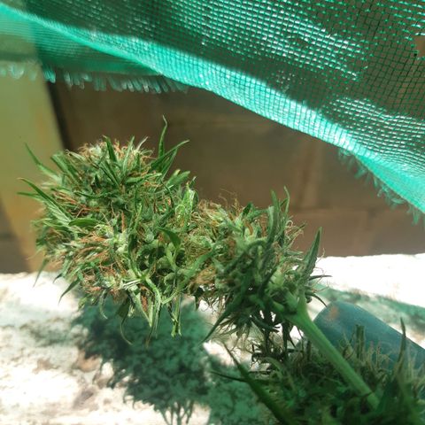 Prenseed 02 growlog timeline photo