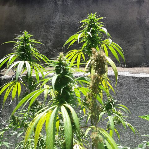 Prenseed 01 growlog timeline photo