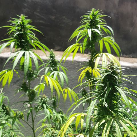 Prenseed 01 growlog timeline photo