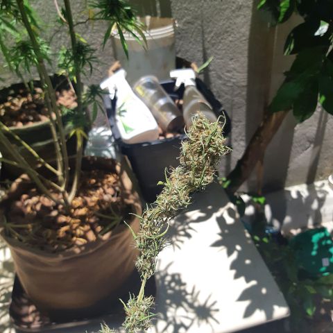 Prenseed 02 growlog timeline photo