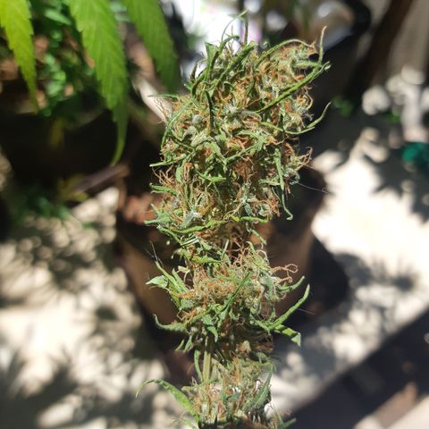 Prenseed 02 growlog timeline photo