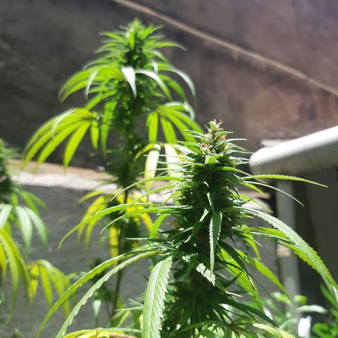 Prenseed 01 growlog timeline photo