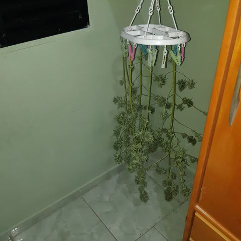 Prenseed 02 growlog timeline photo
