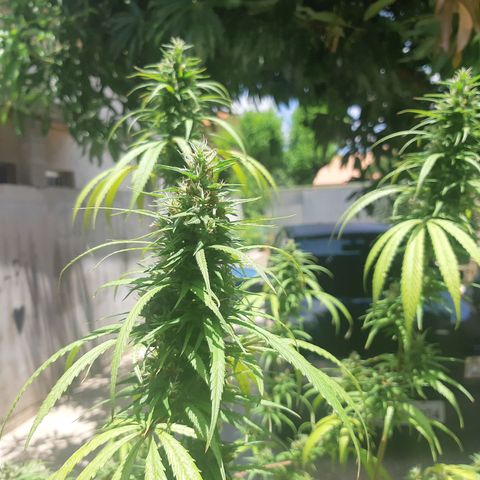 Prenseed 01 growlog timeline photo