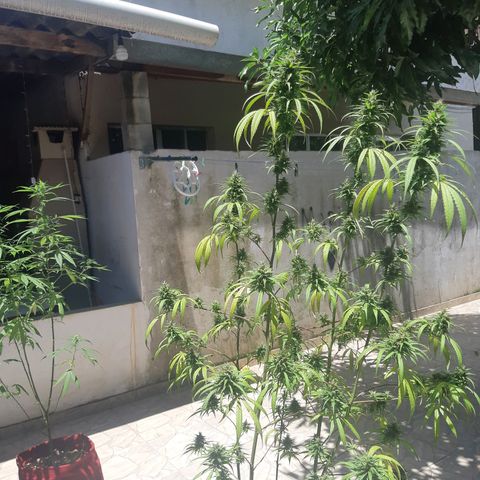 Prenseed 01 growlog timeline photo