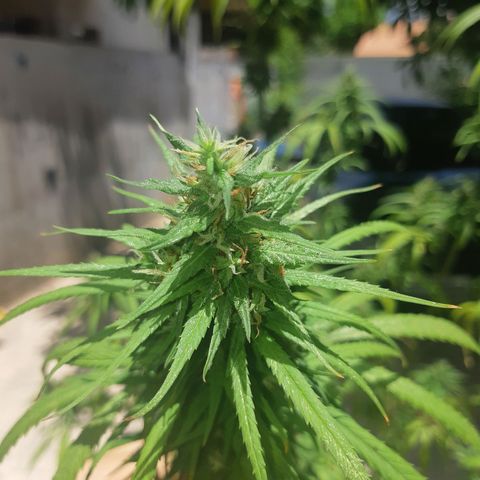 Prenseed 01 growlog timeline photo