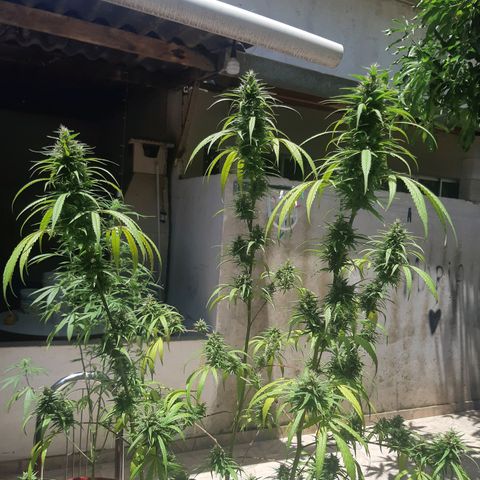 Prenseed 01 growlog timeline photo