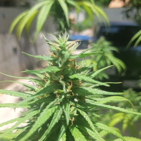 Prenseed 01 growlog timeline photo
