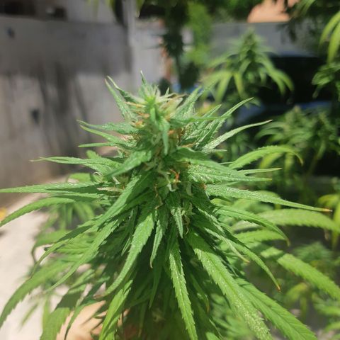 Prenseed 01 growlog timeline photo