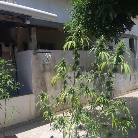 Prenseed 01 growlog timeline photo