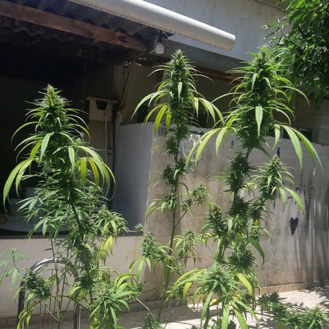 Prenseed 01 growlog timeline photo