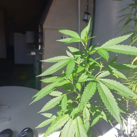 Kritical Bilbo (Zé seeds) growlog timeline photo