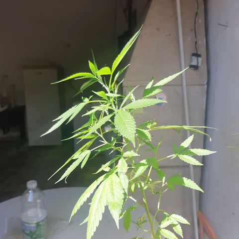 Kritical Bilbo (Zé seeds) growlog timeline photo