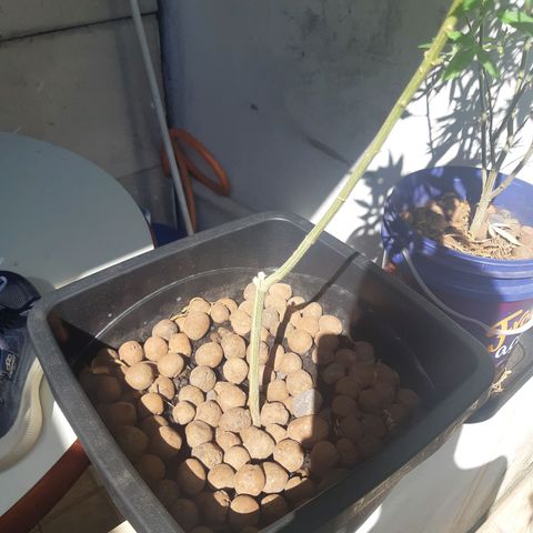Kritical Bilbo (Zé seeds) growlog timeline photo