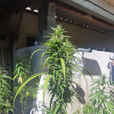 Prenseed 01 growlog timeline photo