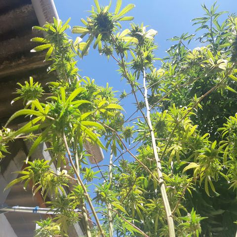 Prenseed 01 growlog timeline photo