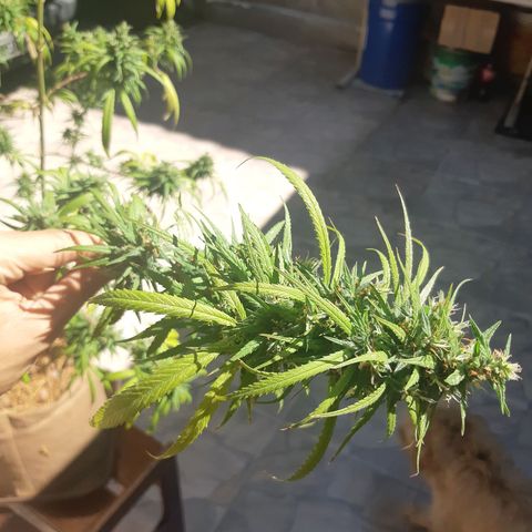 Prenseed 01 growlog timeline photo