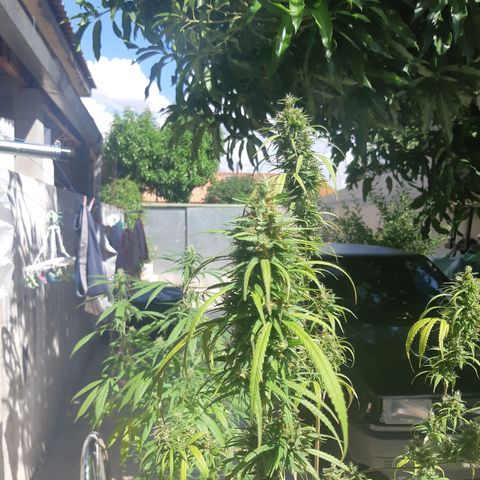 Prenseed 01 growlog timeline photo