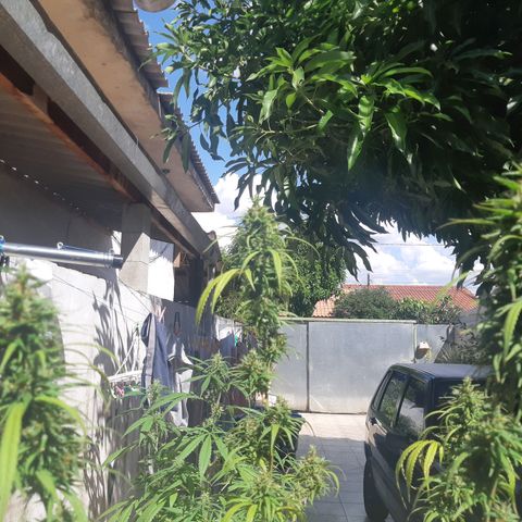 Prenseed 01 growlog timeline photo