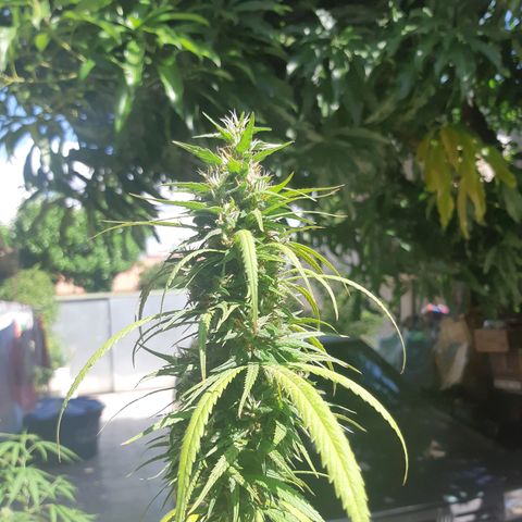 Prenseed 01 growlog timeline photo