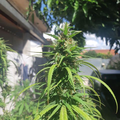 Prenseed 01 growlog timeline photo