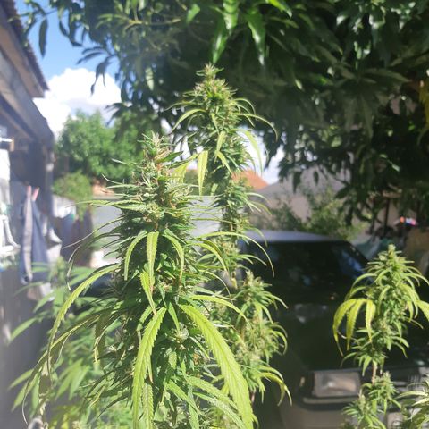 Prenseed 01 growlog timeline photo