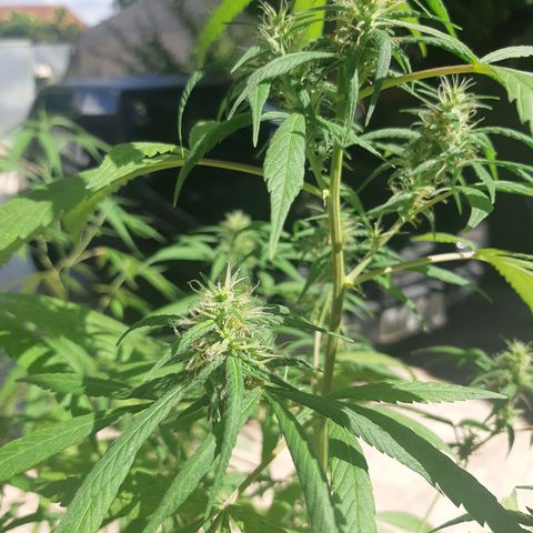 Prenseed 03 growlog timeline photo
