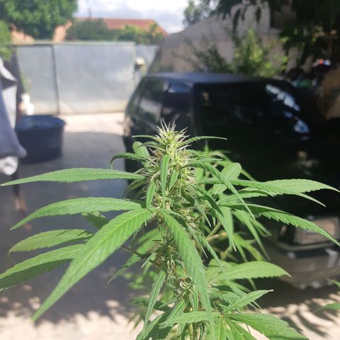 Prenseed 03 growlog timeline photo