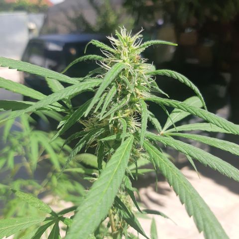 Prenseed 03 growlog timeline photo