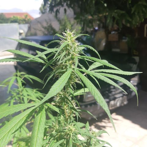 Prenseed 03 growlog timeline photo