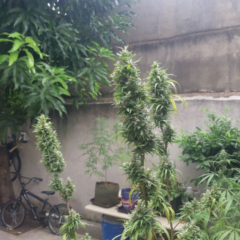 Prenseed 01 growlog timeline photo