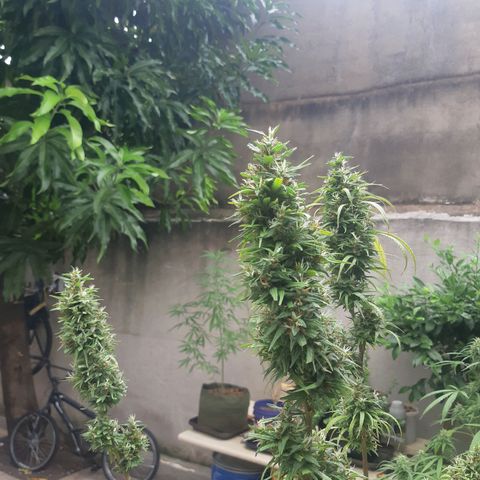 Prenseed 01 growlog timeline photo