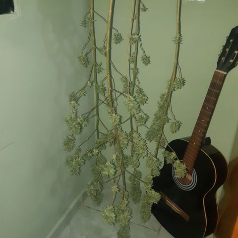 Prenseed 01 growlog timeline photo