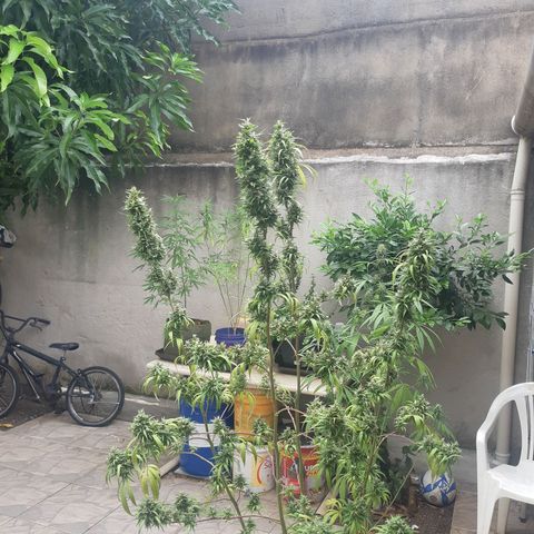 Prenseed 01 growlog timeline photo