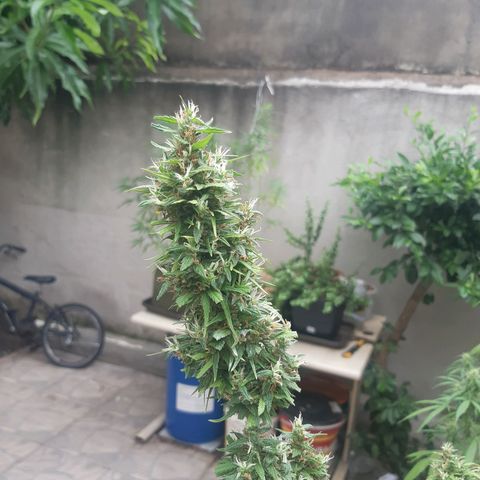 Prenseed 01 growlog timeline photo