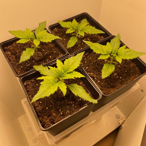 LSD Auto growlog timeline photo