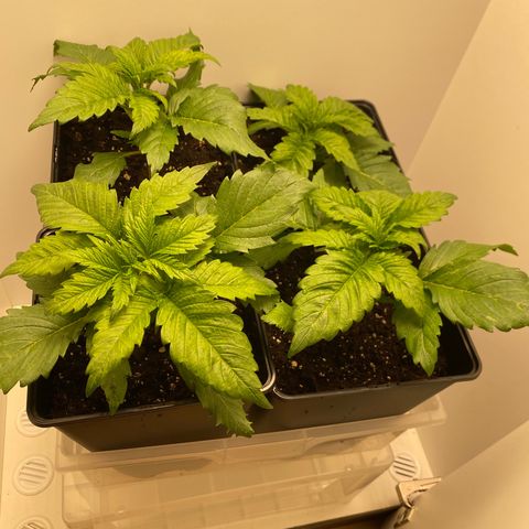 LSD Auto growlog timeline photo