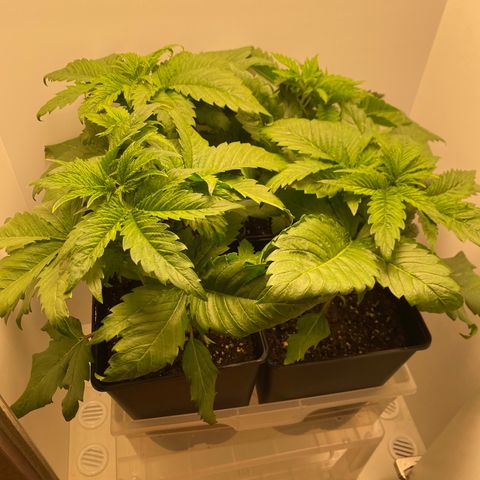 LSD Auto growlog timeline photo