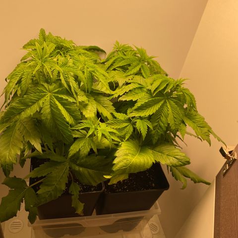 LSD Auto growlog photo: Heute ab in die Blüte gesendet 