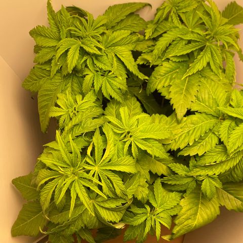 LSD Auto growlog timeline photo