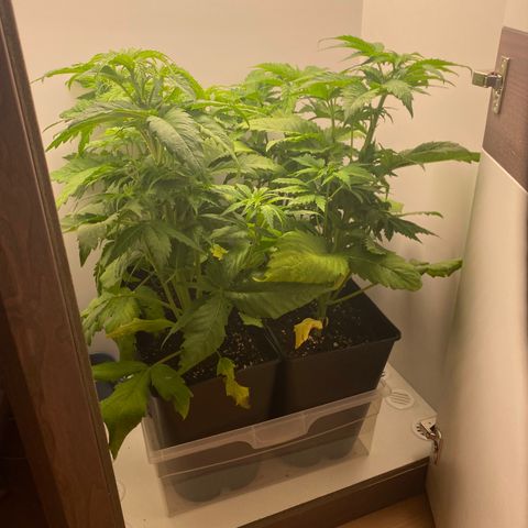 LSD Auto growlog timeline photo