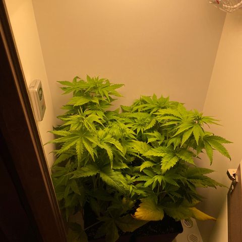 LSD Auto growlog timeline photo