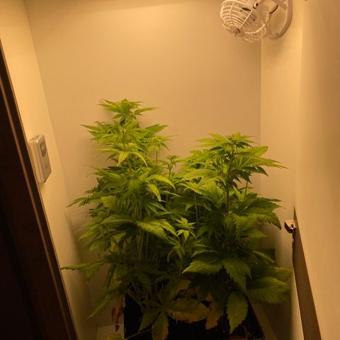 LSD Auto growlog timeline photo