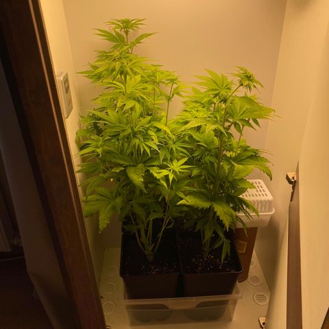 LSD Auto growlog timeline photo