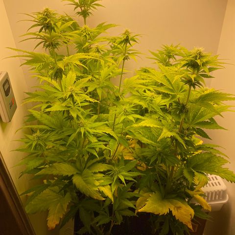 LSD Auto growlog timeline photo
