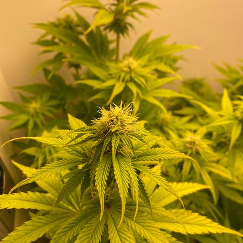 LSD Auto growlog timeline photo
