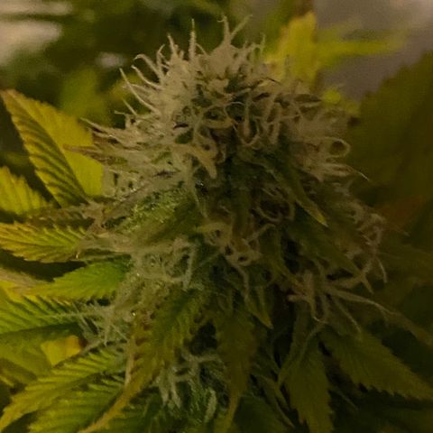 LSD Auto growlog timeline photo