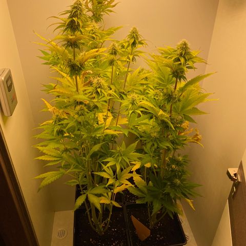 LSD Auto growlog timeline photo