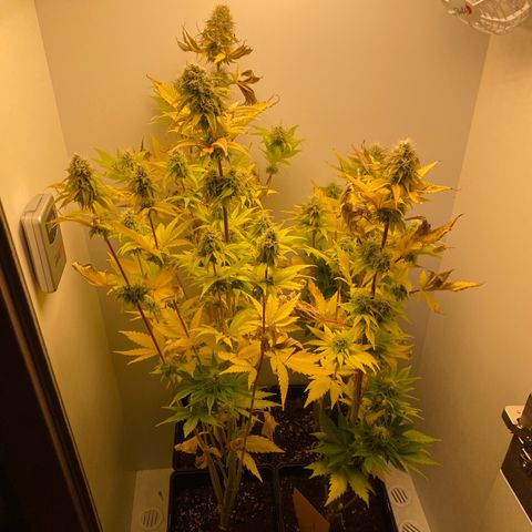 LSD Auto growlog photo: Harvest 
