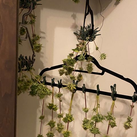 LSD Auto growlog photo: Trocknung 